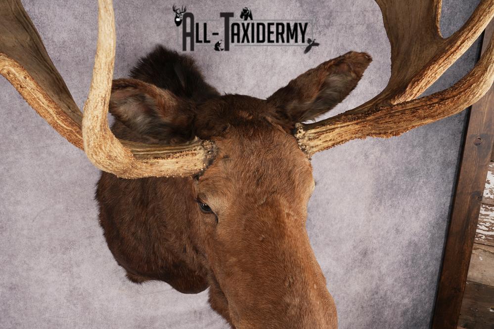 Canadian Moose Taxidermy Shoulder Mont SKU 2690 - Image 4