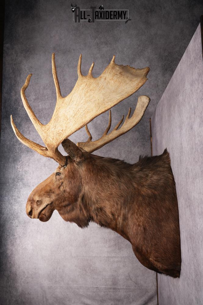 Canadian Moose Taxidermy Shoulder Mont SKU 2690 - Image 3