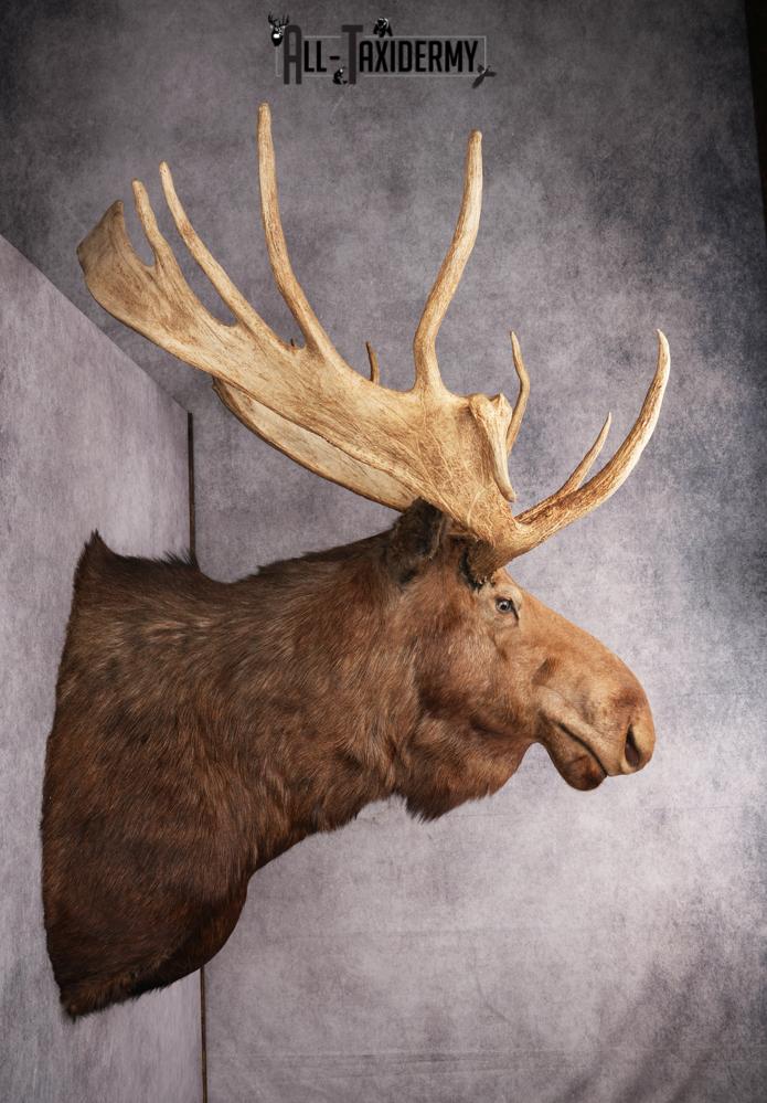 Canadian Moose Taxidermy Shoulder Mont SKU 2690 - Image 2