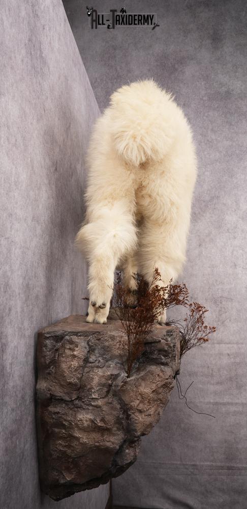 Full Body Mountain Goat Taxidermy Mount SKU 2653 - Image 12