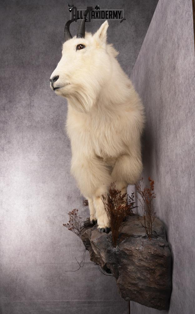 Full Body Mountain Goat Taxidermy Mount SKU 2653 - Image 11