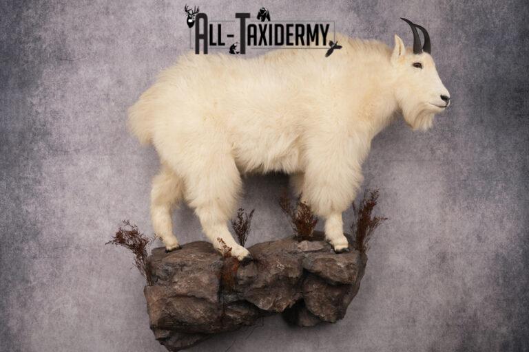 Full Body Mountain Goat Taxidermy Mount SKU 2653 - All Taxidermy
