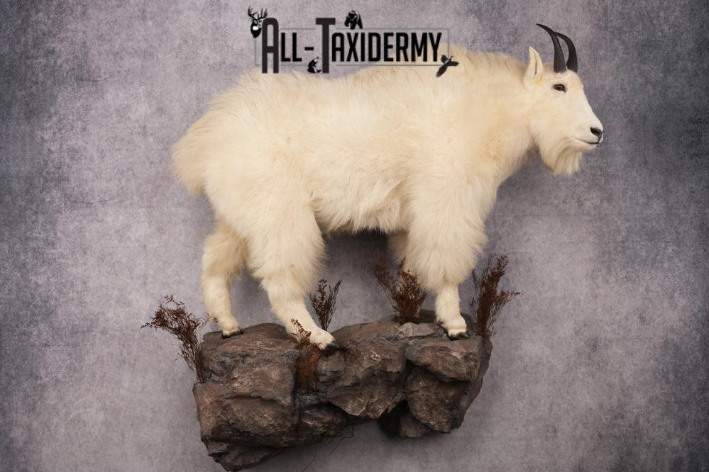 Full Body Mountain Goat Taxidermy Mount SKU 2653 - Image 13