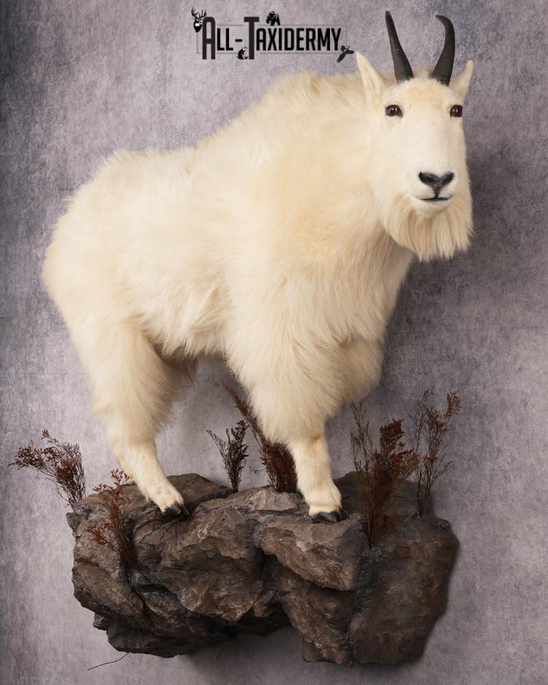 Full Body Mountain Goat Taxidermy Mount SKU 2653 - Image 10