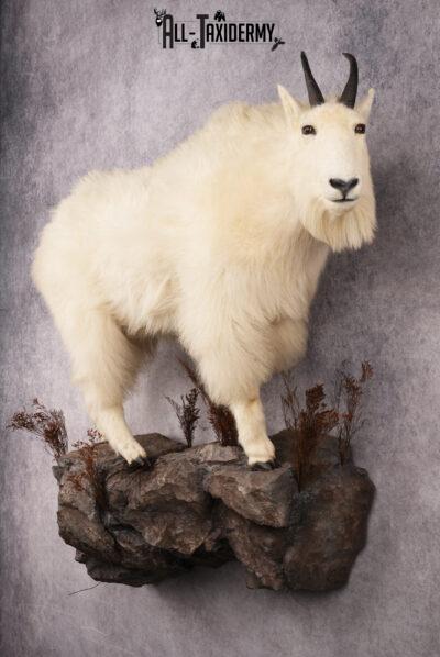 Mountain Goat