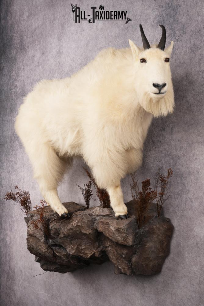 Full Body Mountain Goat Taxidermy Mount SKU 2653 - All Taxidermy