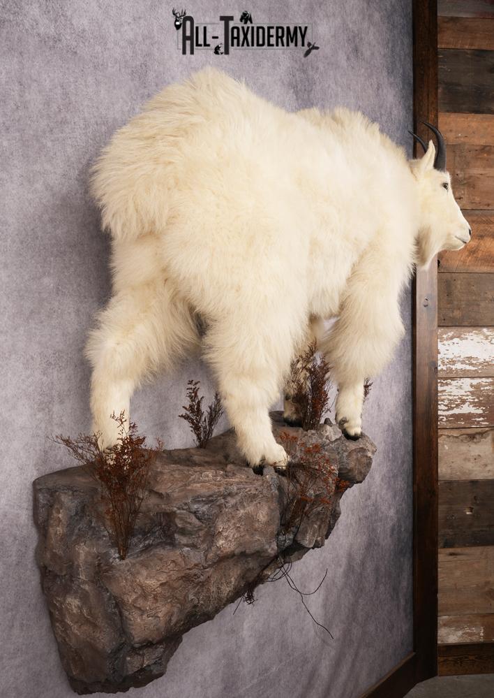 Full Body Mountain Goat Taxidermy Mount SKU 2653 - Image 8