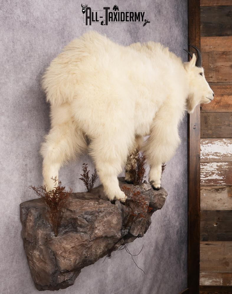 Full Body Mountain Goat Taxidermy Mount SKU 2653 - Image 7