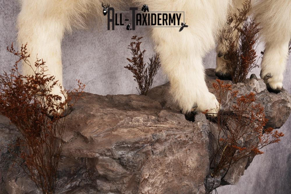 Full Body Mountain Goat Taxidermy Mount SKU 2653 - Image 6