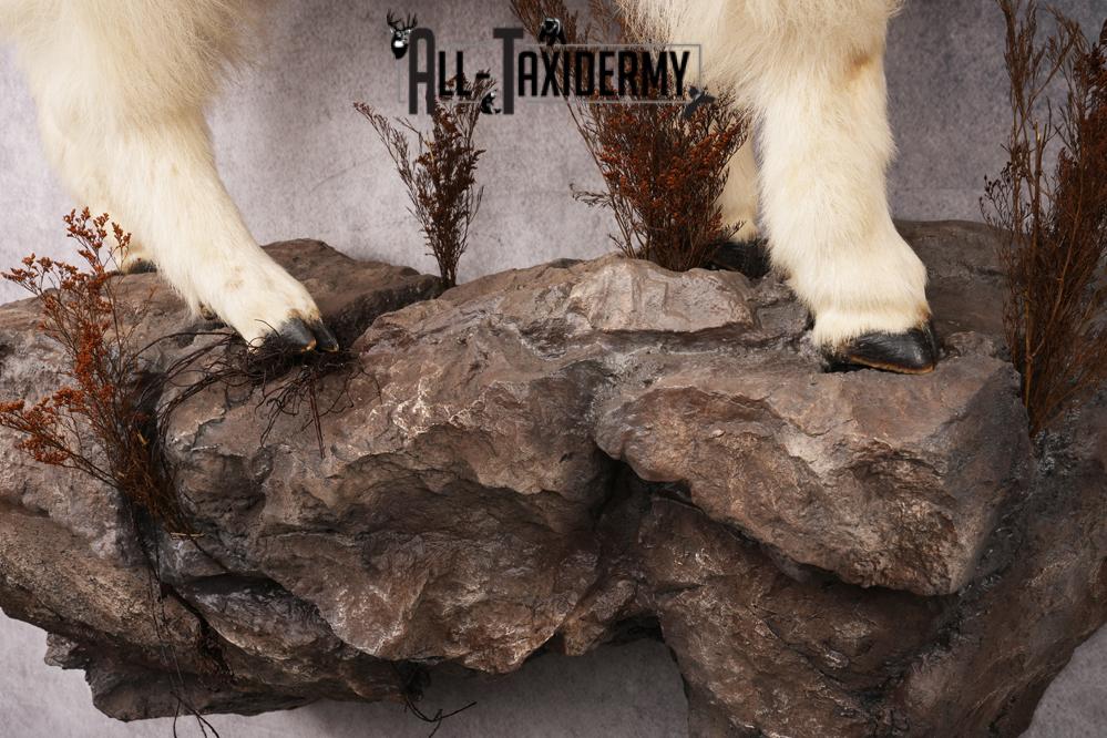 Full Body Mountain Goat Taxidermy Mount SKU 2653 - Image 5