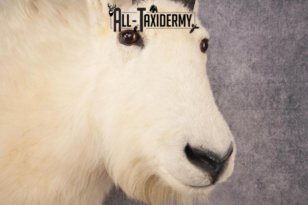 Full Body Mountain Goat Taxidermy Mount SKU 2653 - Image 4