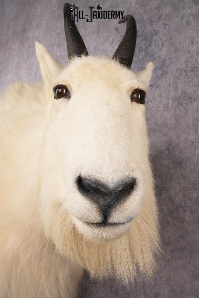 Full Body Mountain Goat Taxidermy Mount SKU 2653 - Image 3