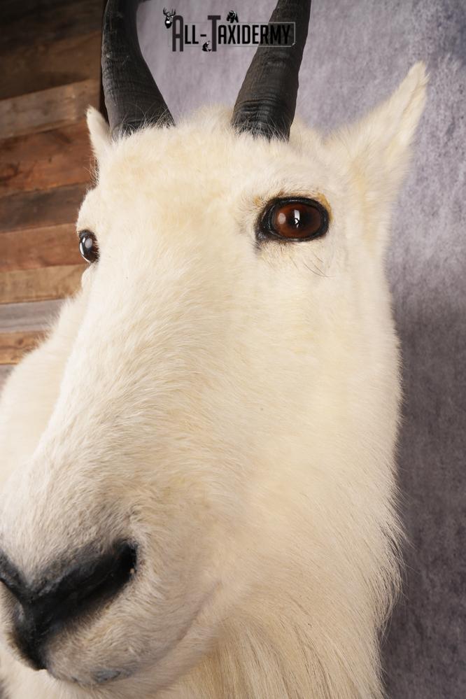 Full Body Mountain Goat Taxidermy Mount SKU 2653 - Image 2