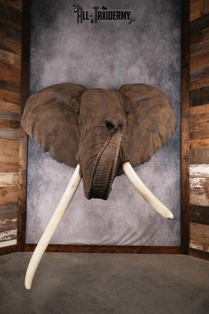 Reproduction African elephant Shoulder Mount SKU 2688