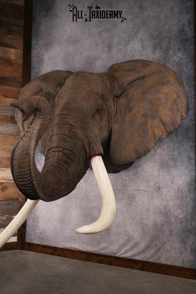 Reproduction African elephant Shoulder Mount SKU 2688 - Image 30