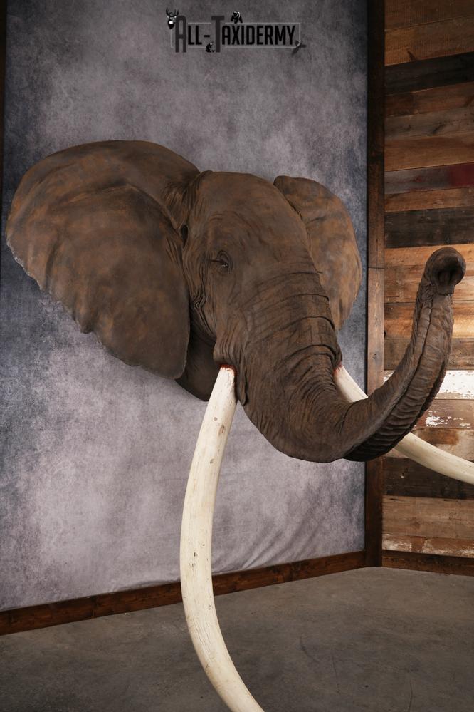 Reproduction African elephant Shoulder Mount SKU 2688 - Image 29