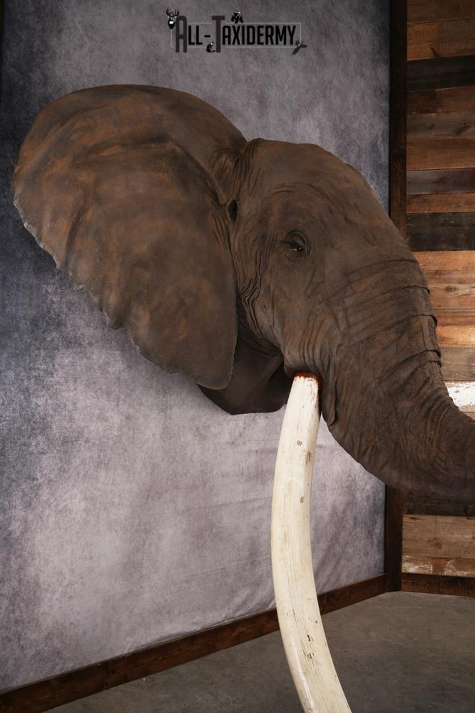 Reproduction African elephant Shoulder Mount SKU 2688 - Image 28