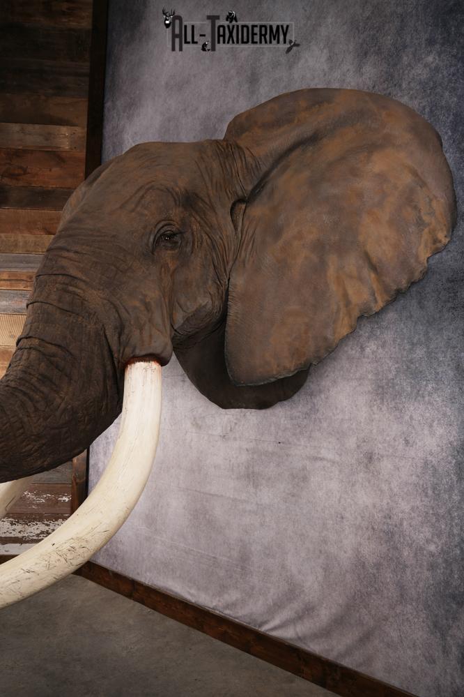 Reproduction African elephant Shoulder Mount SKU 2688 - Image 27