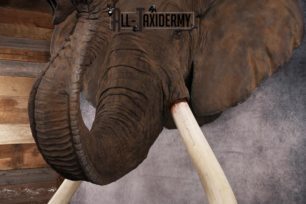 Reproduction African elephant Shoulder Mount SKU 2688 - Image 26