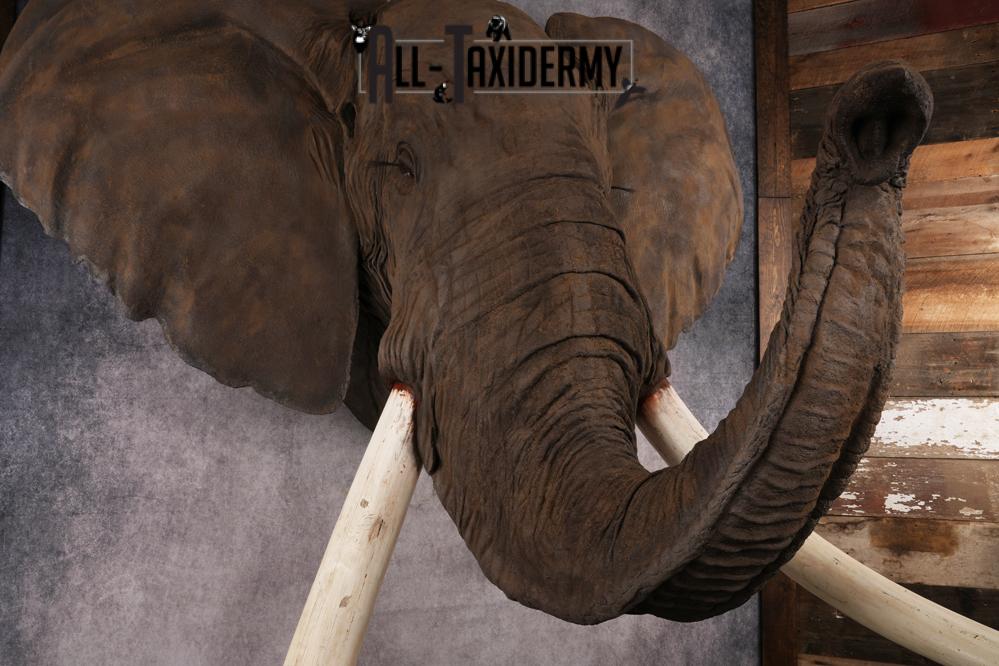 Reproduction African elephant Shoulder Mount SKU 2688 - Image 25