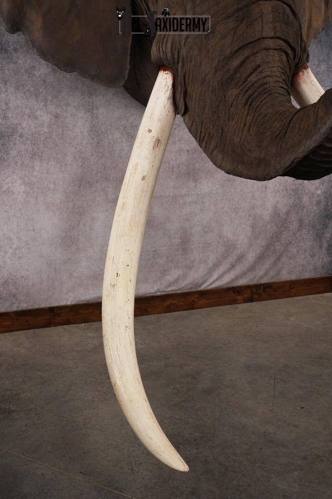Reproduction African elephant Shoulder Mount SKU 2688 - Image 24
