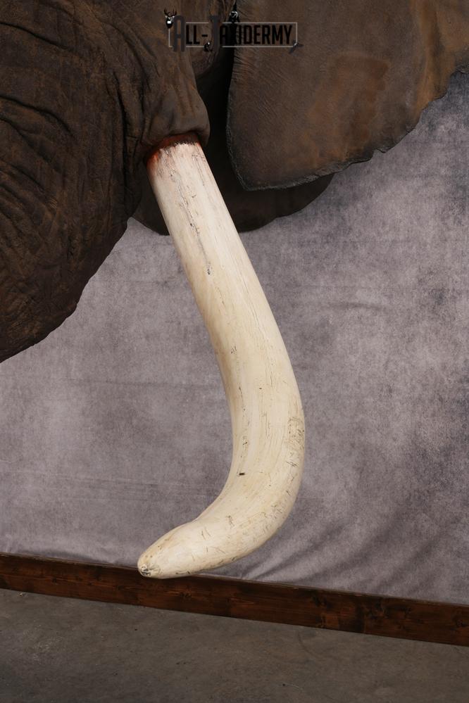 Reproduction African elephant Shoulder Mount SKU 2688 - Image 23