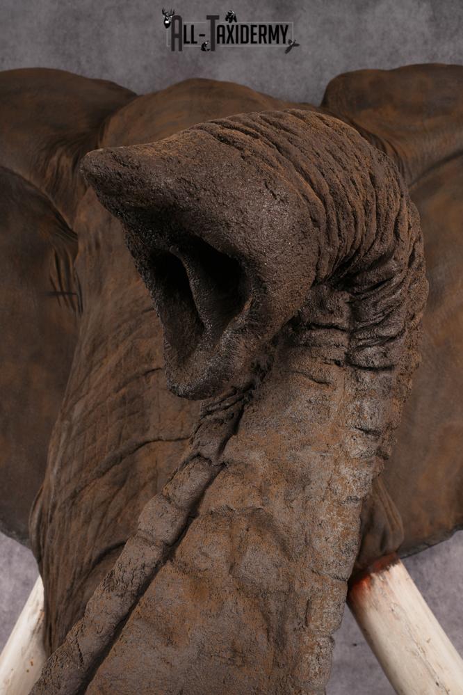 Reproduction African elephant Shoulder Mount SKU 2688 - Image 22