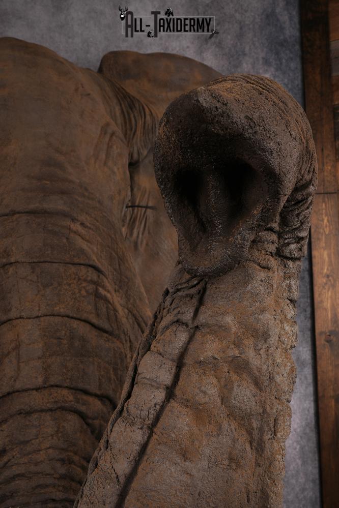 Reproduction African elephant Shoulder Mount SKU 2688 - Image 21