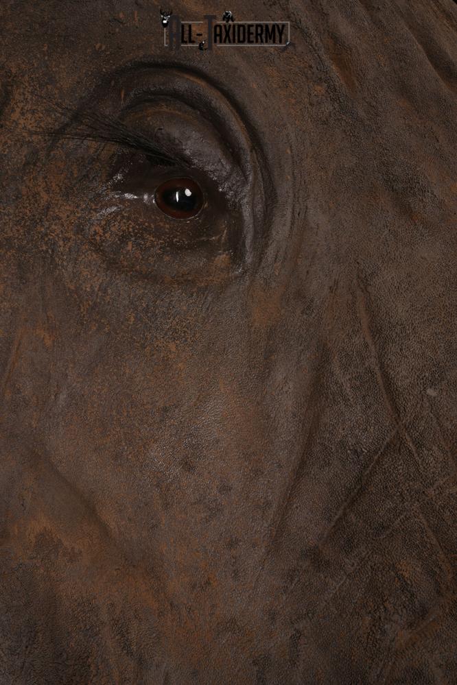 Reproduction African elephant Shoulder Mount SKU 2688 - Image 20