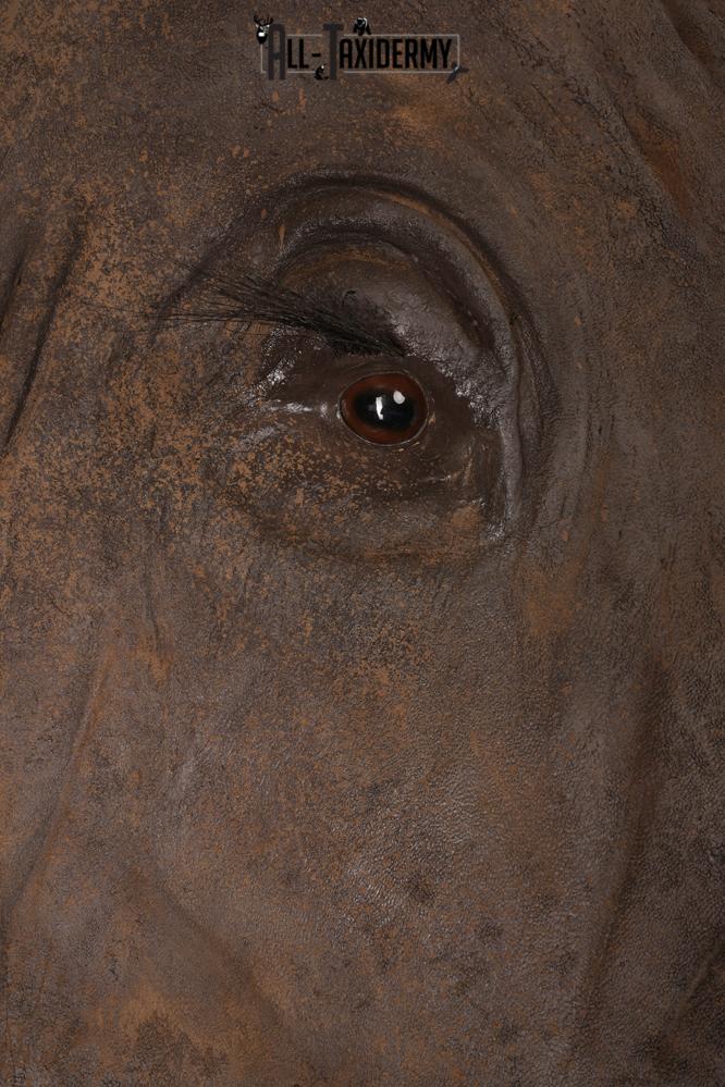 Reproduction African elephant Shoulder Mount SKU 2688 - Image 19