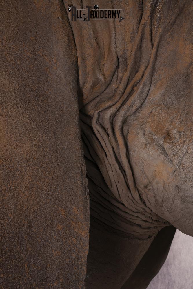 Reproduction African elephant Shoulder Mount SKU 2688 - Image 18