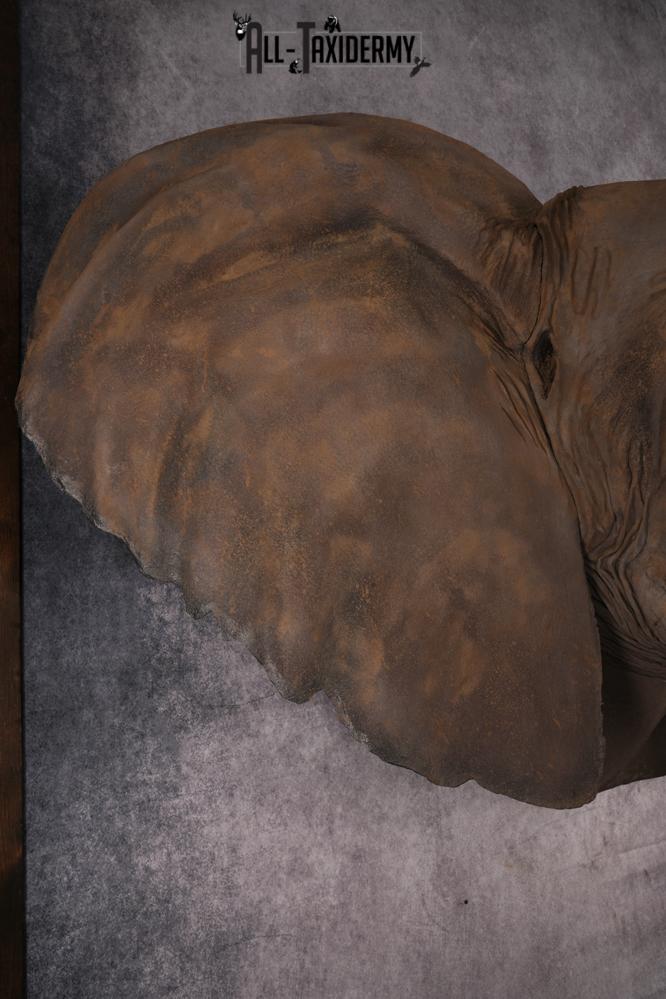 Reproduction African elephant Shoulder Mount SKU 2688 - Image 17