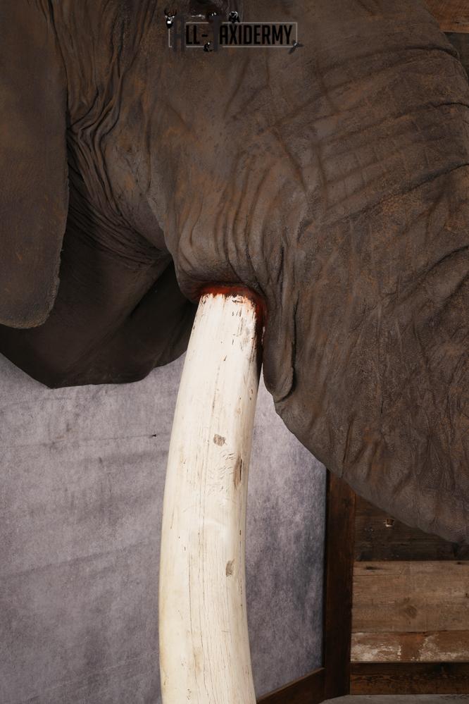 Reproduction African elephant Shoulder Mount SKU 2688 - Image 16
