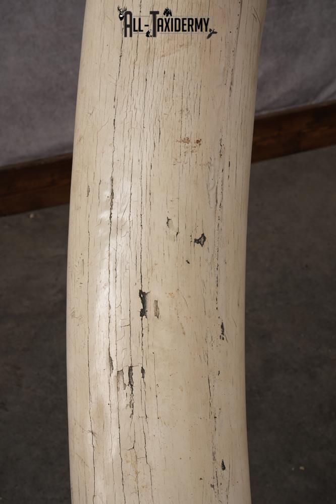 Reproduction African elephant Shoulder Mount SKU 2688 - Image 15