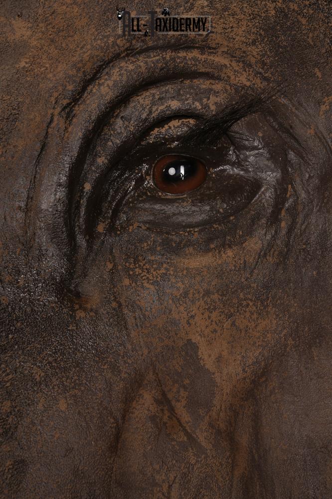 Reproduction African elephant Shoulder Mount SKU 2688 - Image 14