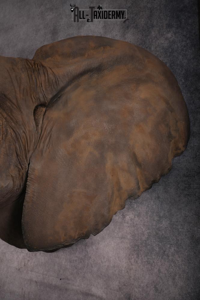 Reproduction African elephant Shoulder Mount SKU 2688 - Image 13