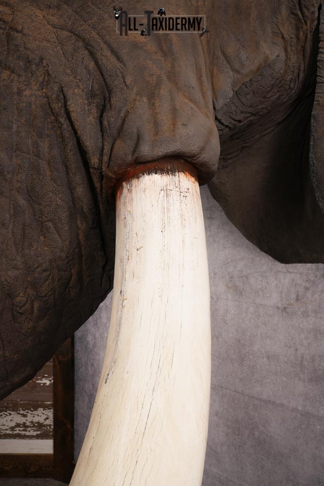 Reproduction African elephant Shoulder Mount SKU 2688 - Image 12