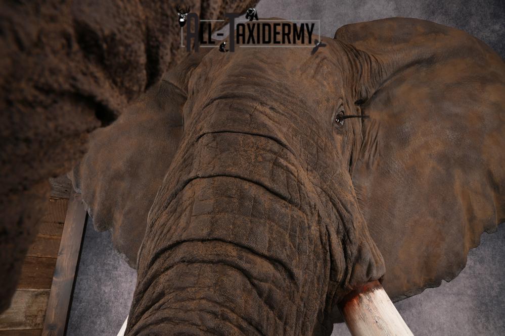 Reproduction African elephant Shoulder Mount SKU 2688 - Image 10