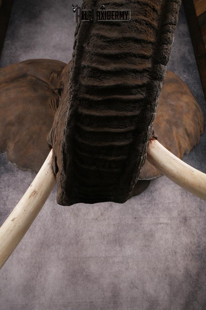 Reproduction African elephant Shoulder Mount SKU 2688 - Image 9
