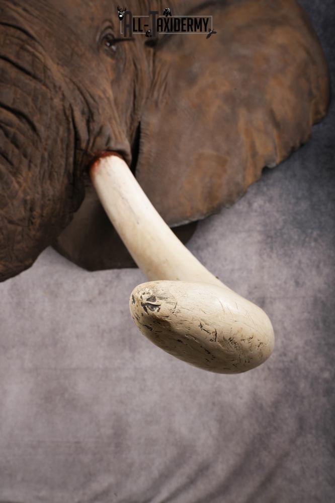 Reproduction African elephant Shoulder Mount SKU 2688 - Image 8