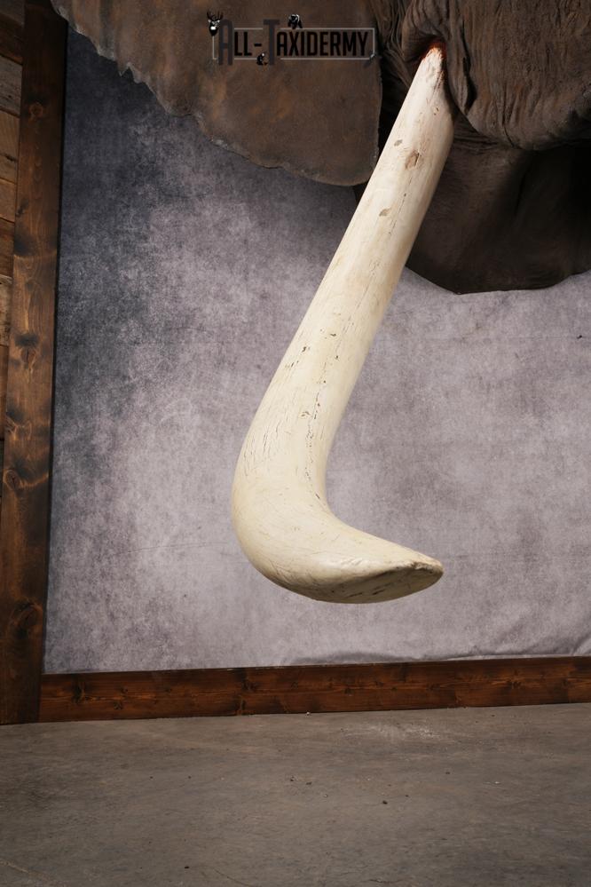 Reproduction African elephant Shoulder Mount SKU 2688 - Image 7