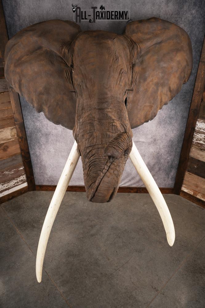 Reproduction African elephant Shoulder Mount SKU 2688 - Image 6