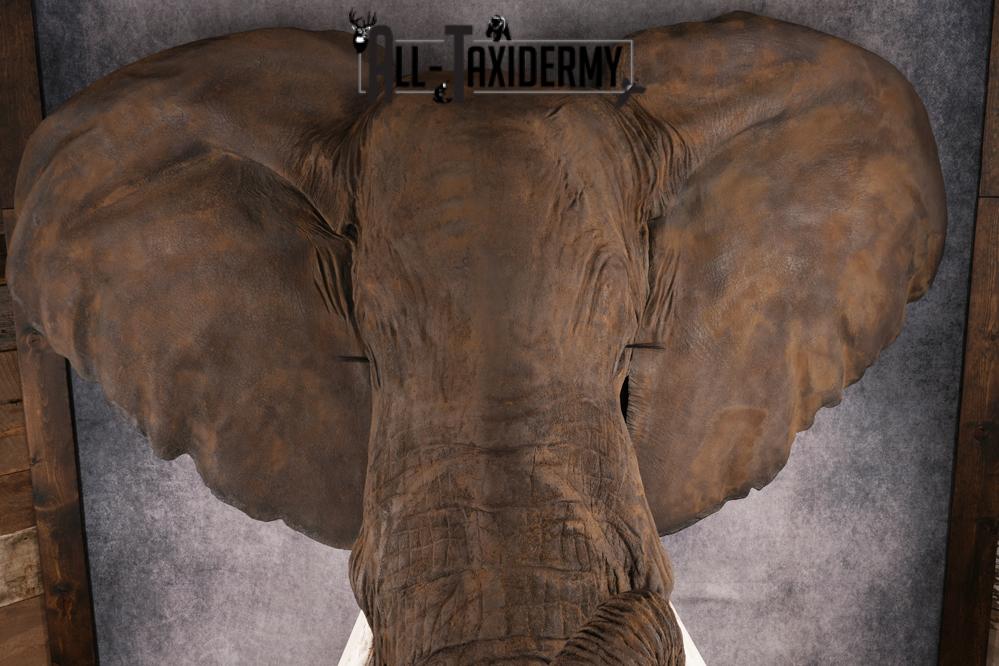 Reproduction African elephant Shoulder Mount SKU 2688 - Image 5