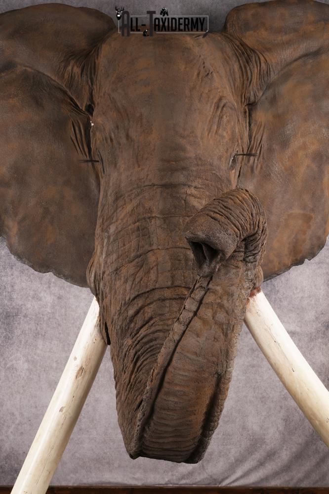 Reproduction African elephant Shoulder Mount SKU 2688 - Image 4