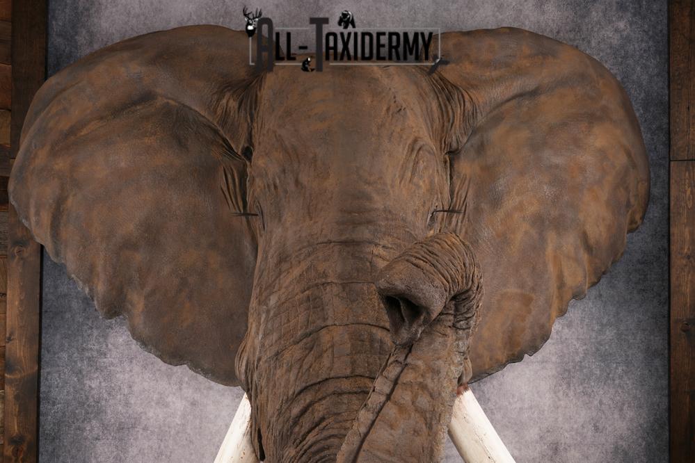 Reproduction African elephant Shoulder Mount SKU 2688 - Image 3