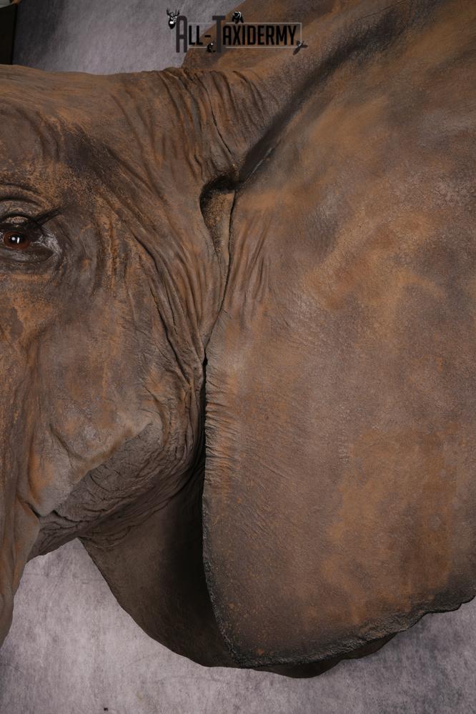 Reproduction African elephant Shoulder Mount SKU 2688 - Image 2