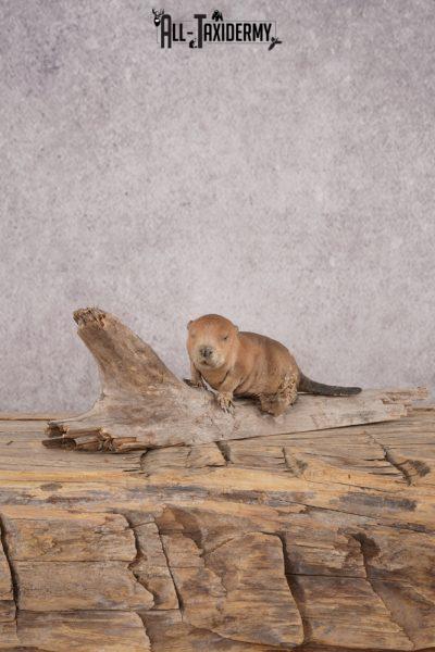 Baby beaver taxidermy mount for sale SKU 2711