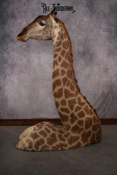 African Giraffe taxidermy shoulder mount for sale SKU 2742