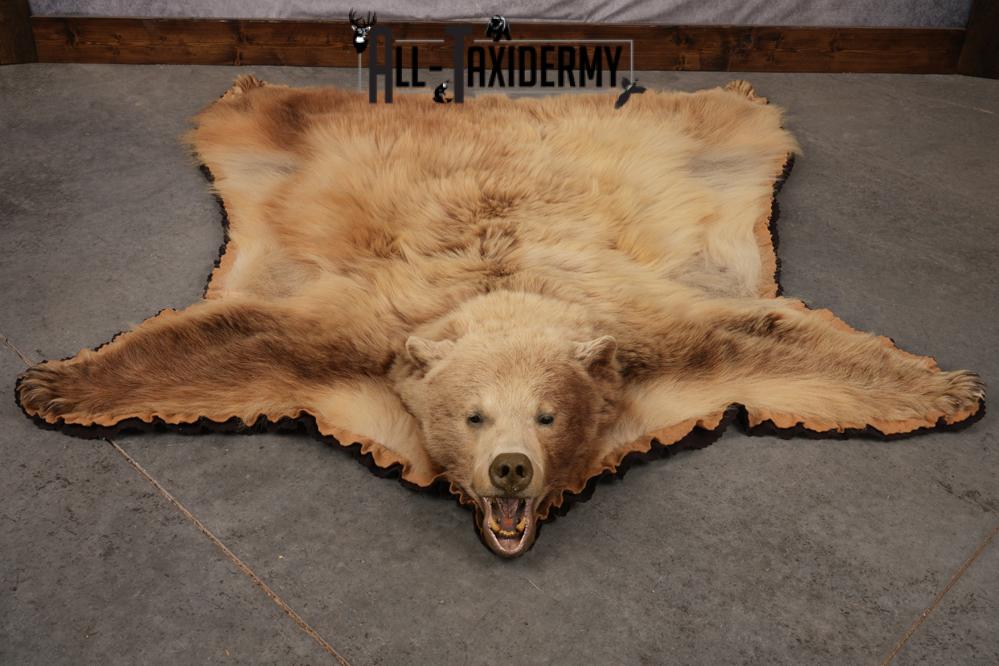 Blonde Black Bear Taxidermy rug for sale SKU 2721 - Image 9