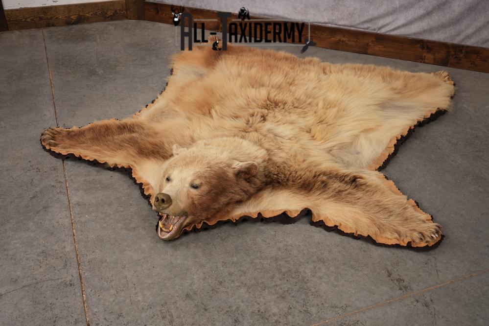 Blonde Black Bear Taxidermy rug for sale SKU 2721 - Image 8